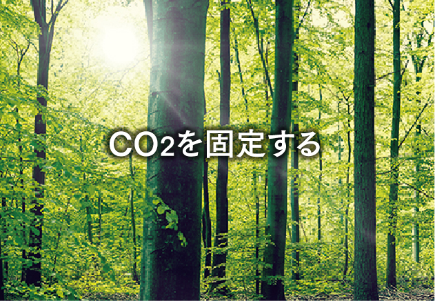 CO2を固定する